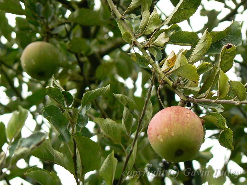 Apples, orchard, Sissinghurst Castle gardens P1120748.JPG